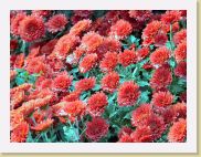 2005-11-05 10-14-45 Novembre 221,9mm 1_45_eme F4,5 * 2000 x 1500 * (1.45MB)